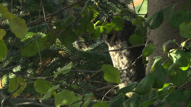 Long-eared Owl (American) - ML484169