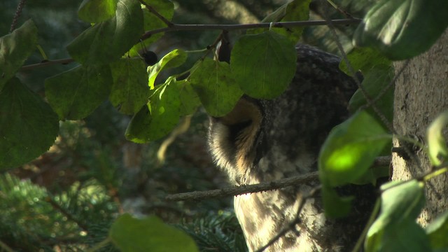 Hibou moyen-duc (wilsonianus/tuftsi) - ML484170