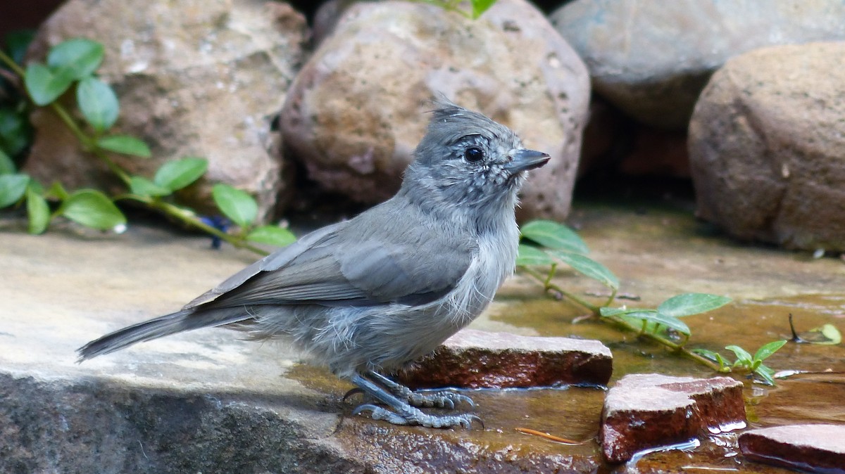 Juniper Titmouse - ML484171281