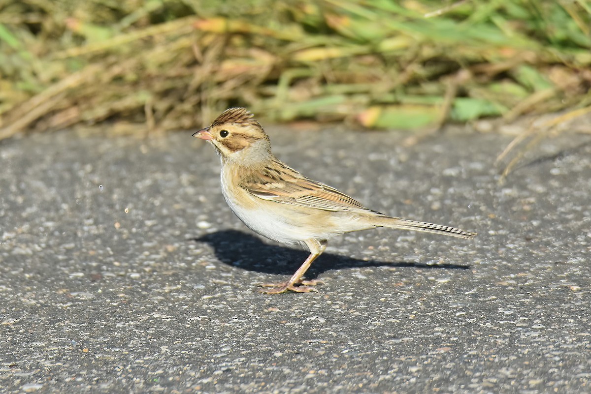 Clay-colored Sparrow - ML484172201
