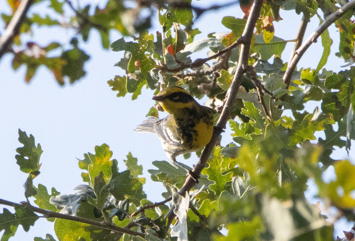 Townsend's Warbler - ML484174201