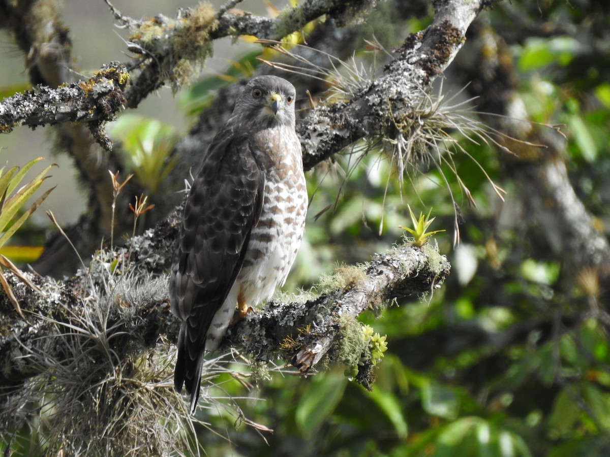 Broad-winged Hawk - ML484175151