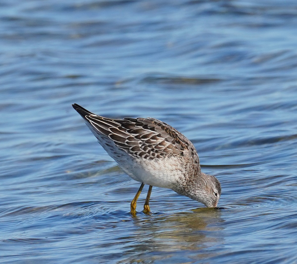 Stilt Sandpiper - Andrew Haffenden