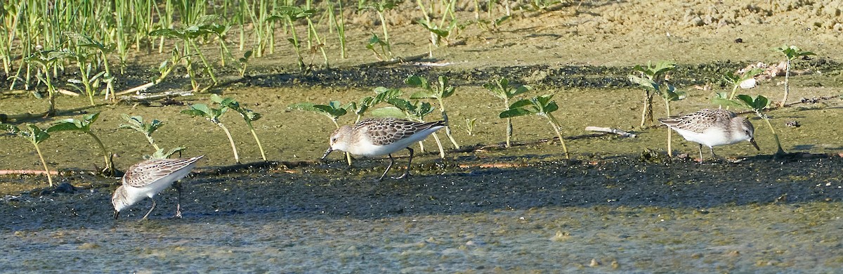 Semipalmated Sandpiper - Andrew Haffenden