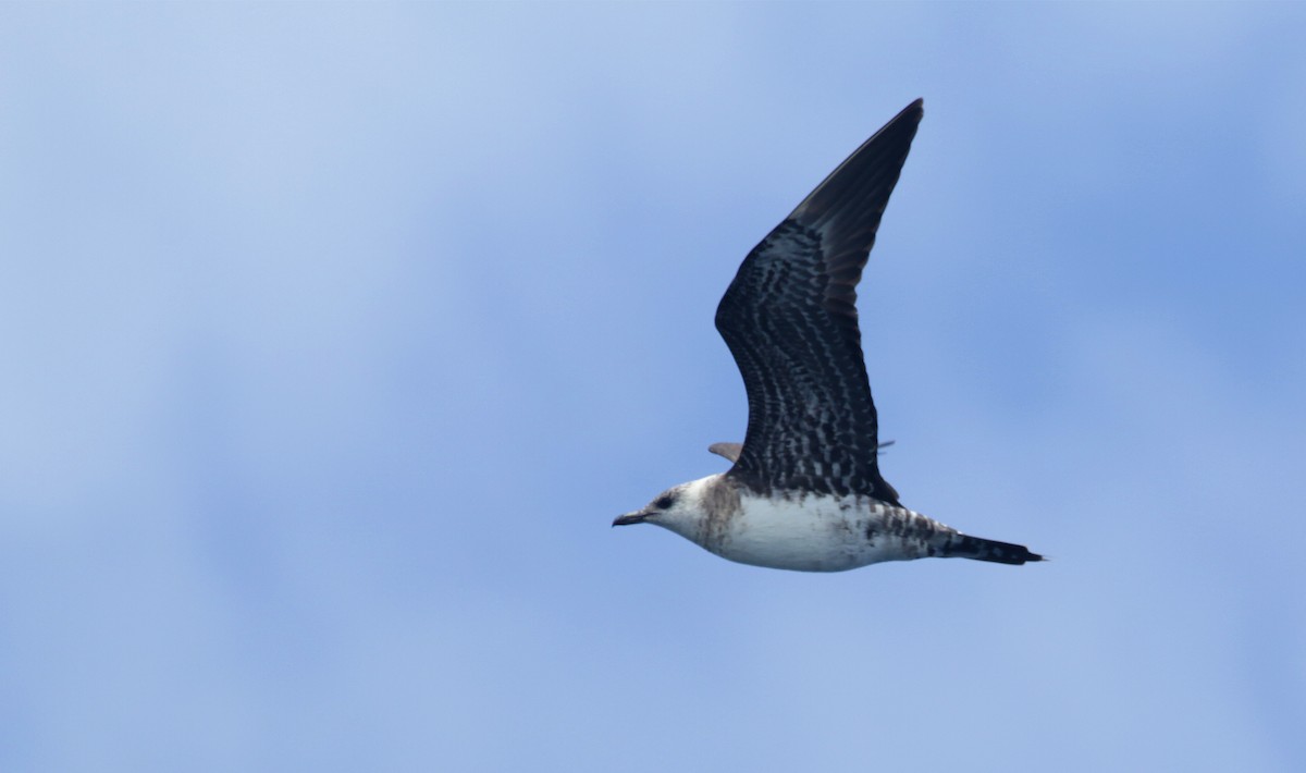 Long-tailed Jaeger - ML484176661