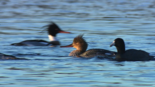 Red-breasted Merganser - ML484177