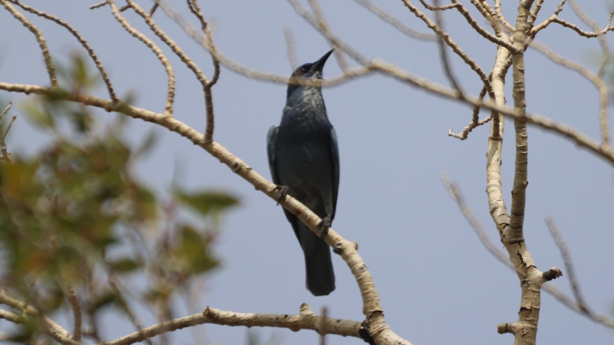 Pinyon Jay - ML484177711