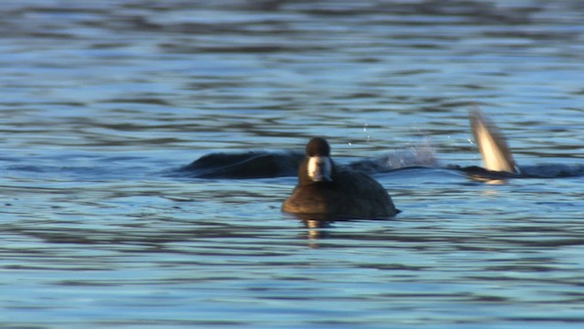 Lesser Scaup - ML484178