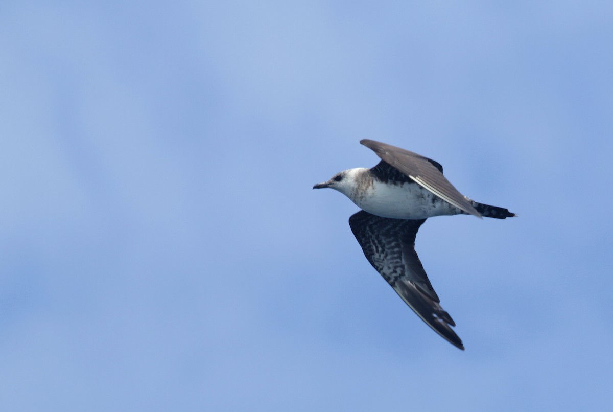 Long-tailed Jaeger - ML484178501