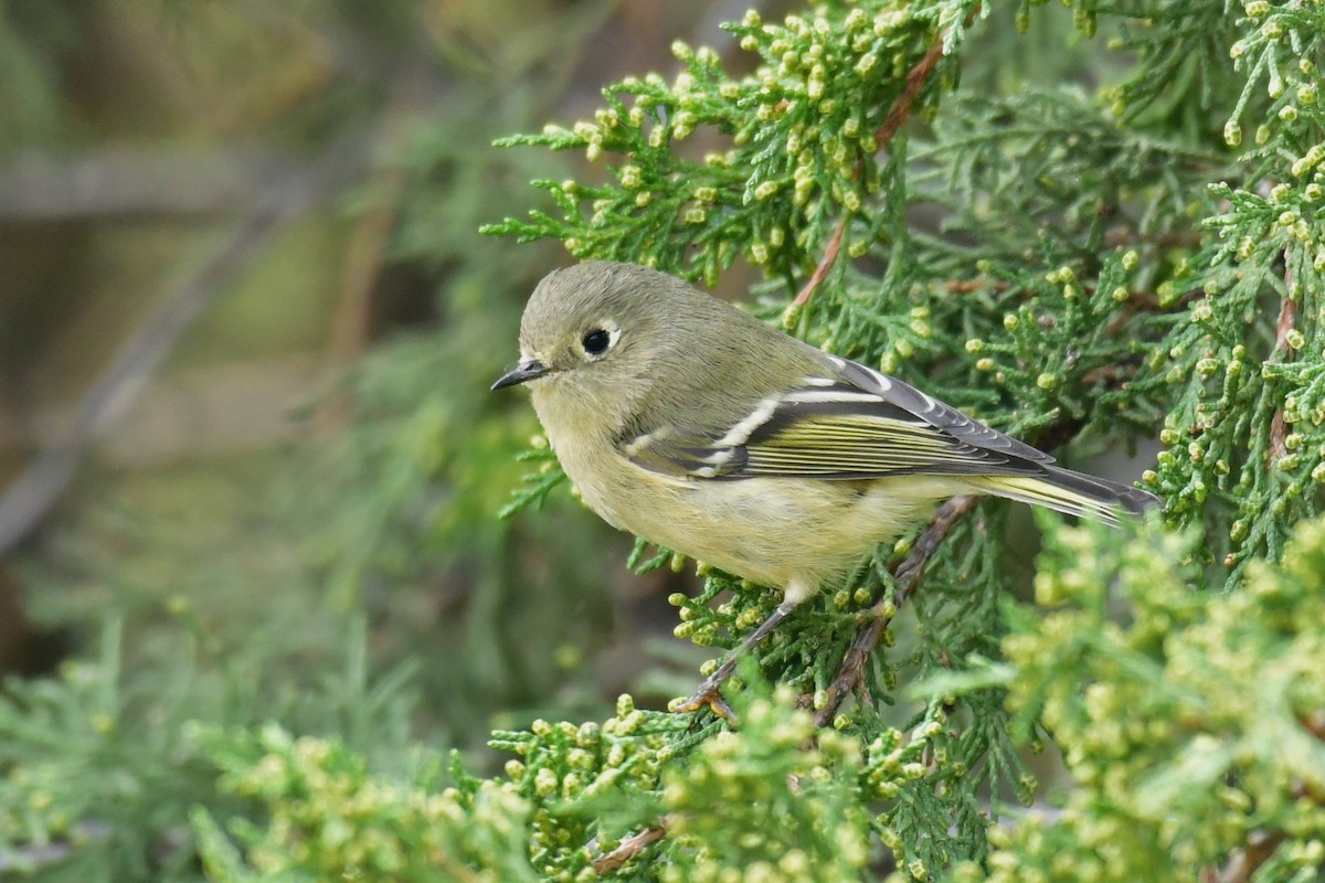 Ruby-crowned Kinglet - ML484179841