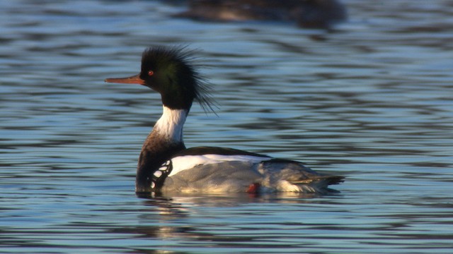 Red-breasted Merganser - ML484180