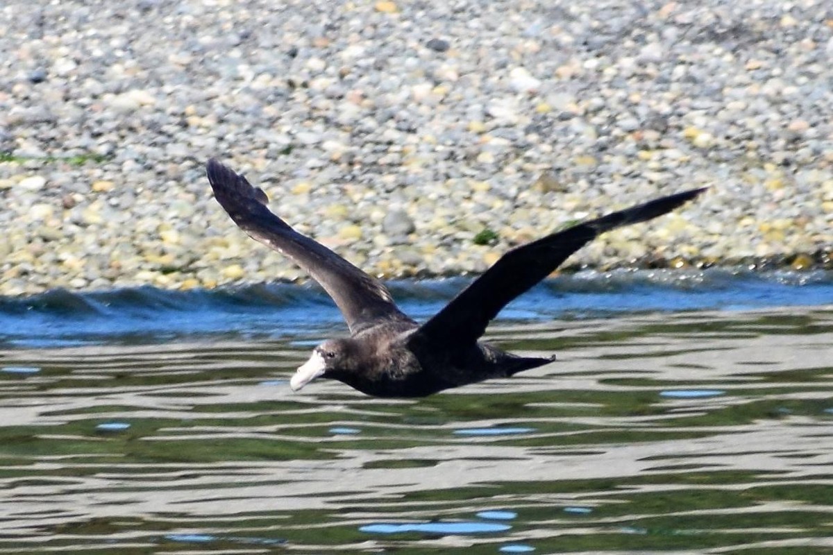 Northern Giant-Petrel - Claudio Jiménez Valenzuela