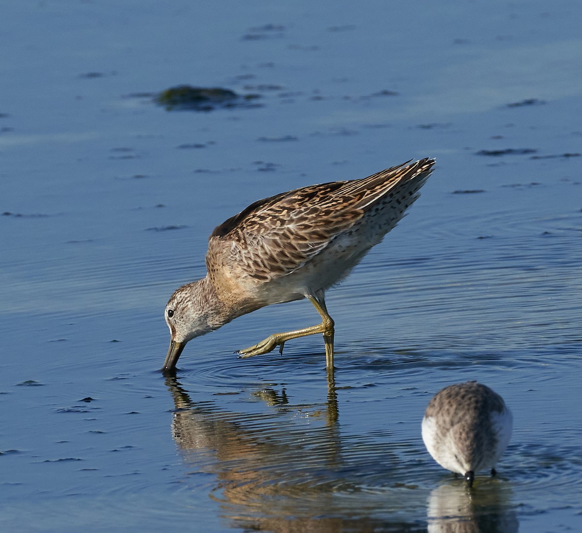 Short-billed Dowitcher - ML484181271