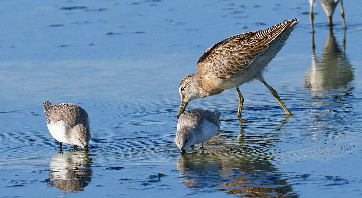 Short-billed Dowitcher - Andrew Haffenden