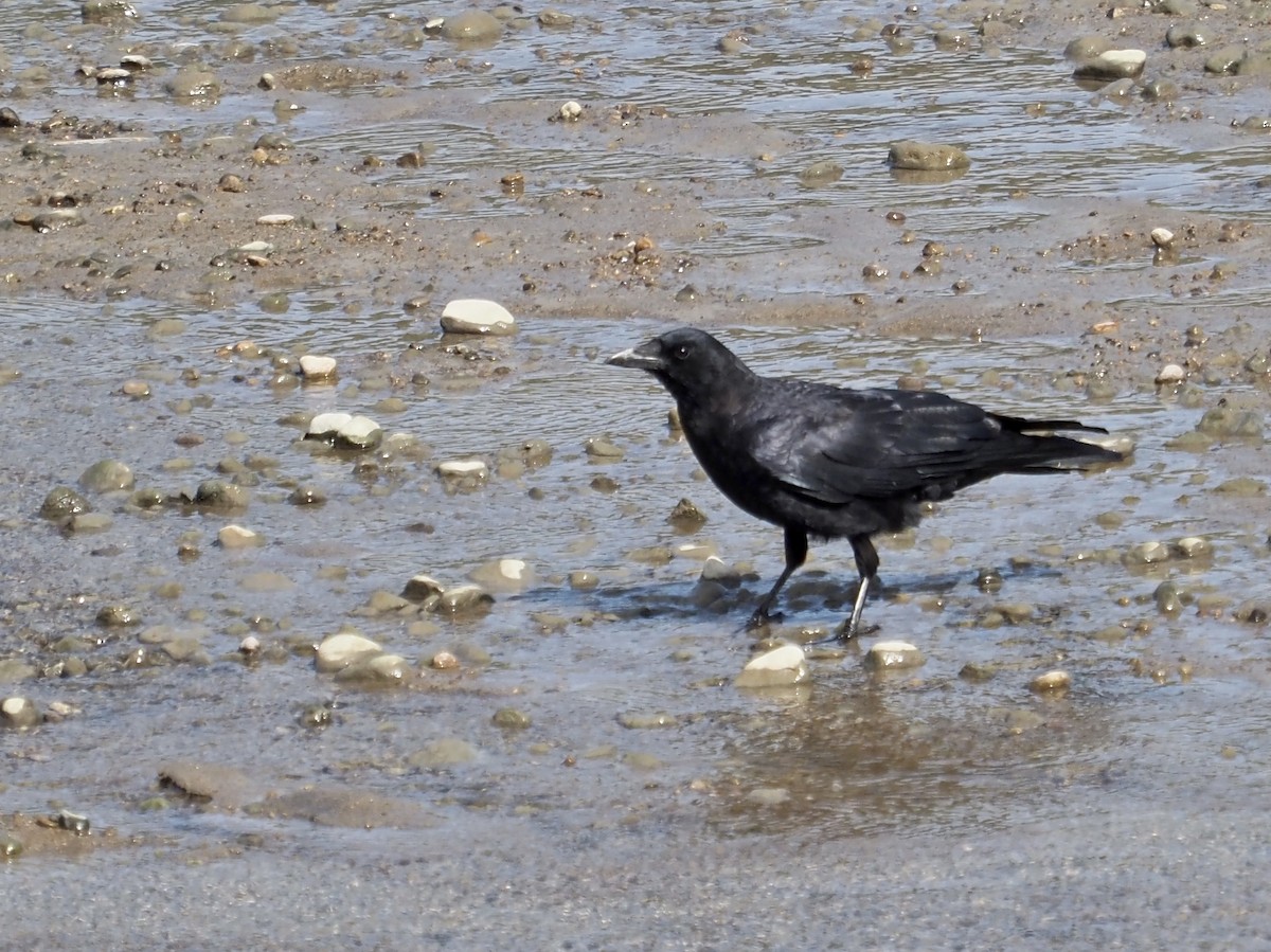 American Crow - ML484181391