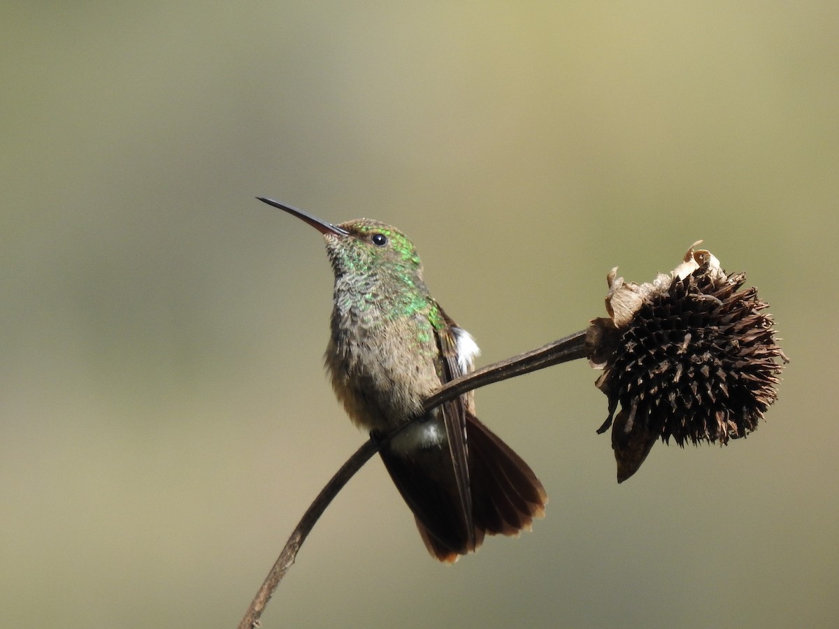 Green-bellied Hummingbird - ML484181631