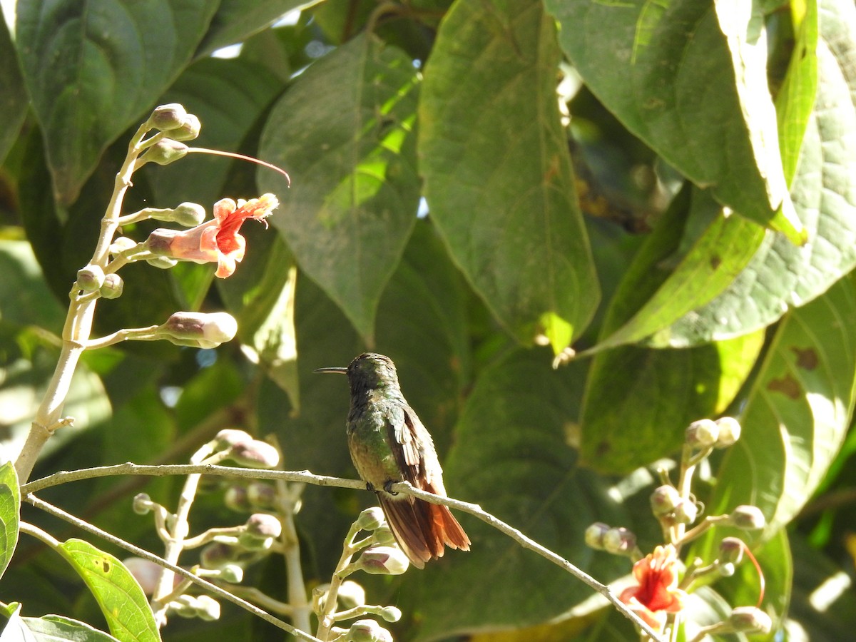 Green-bellied Hummingbird - ML484181831