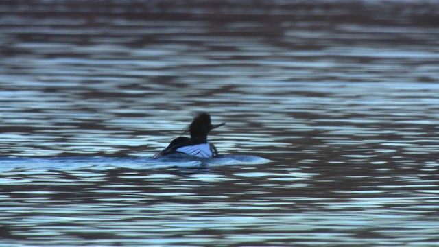 Red-breasted Merganser - ML484182