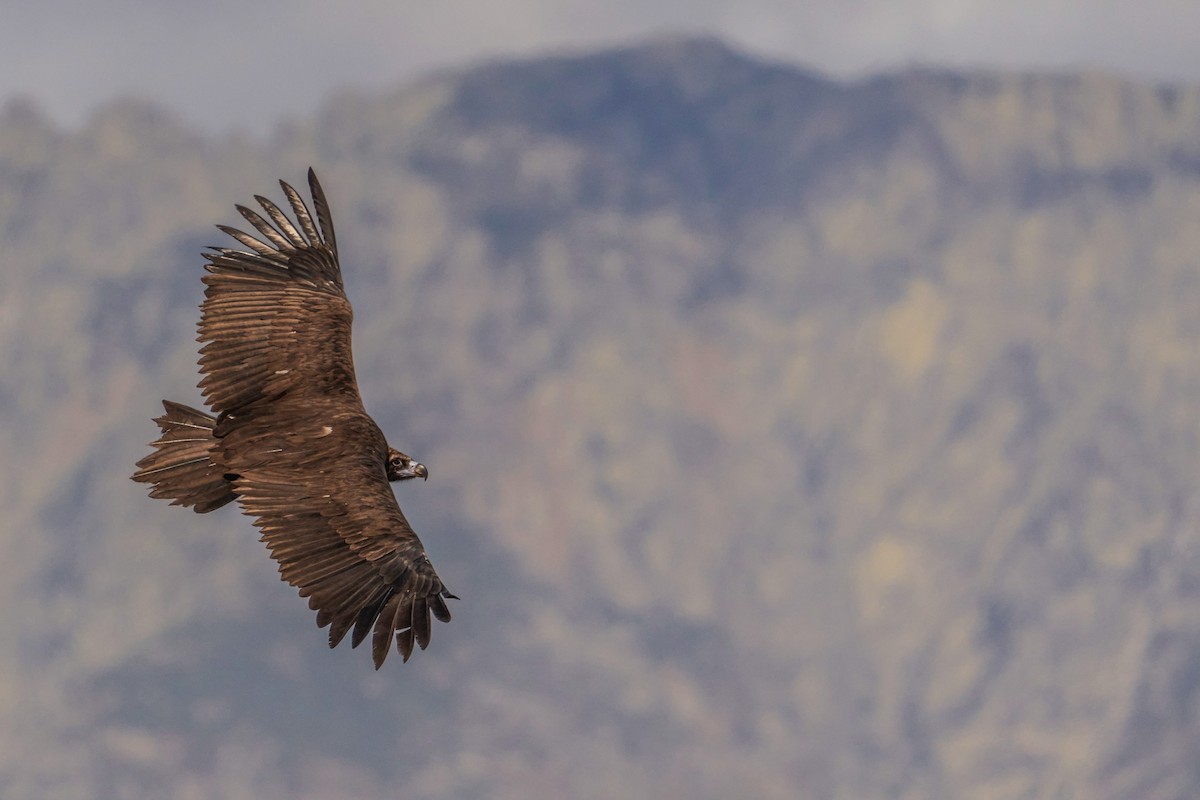 Cinereous Vulture - ML484182711