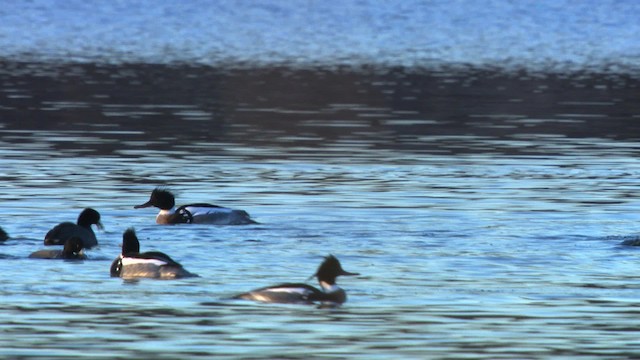 Red-breasted Merganser - ML484183