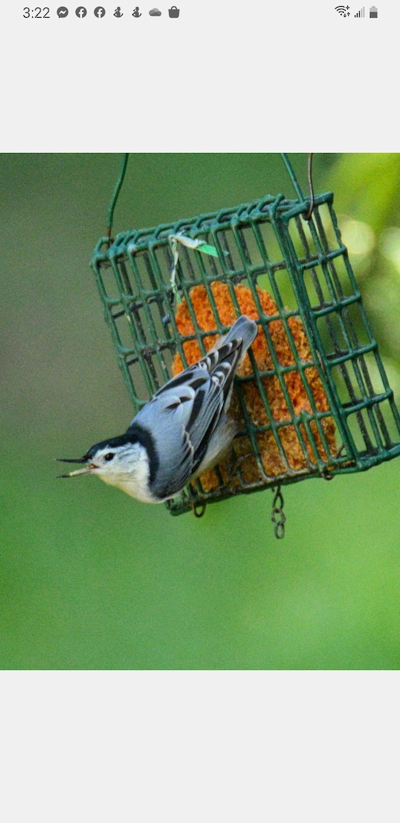 White-breasted Nuthatch - ML484183121