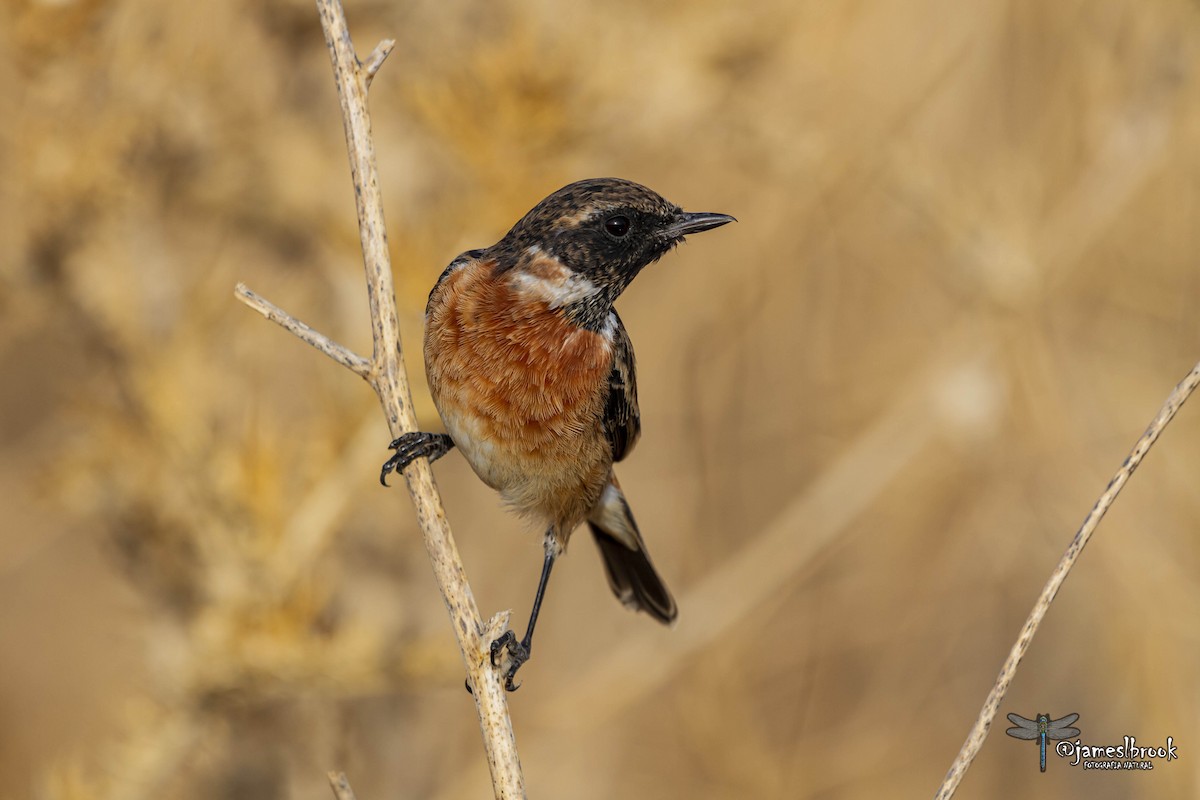 European Stonechat - ML484183181