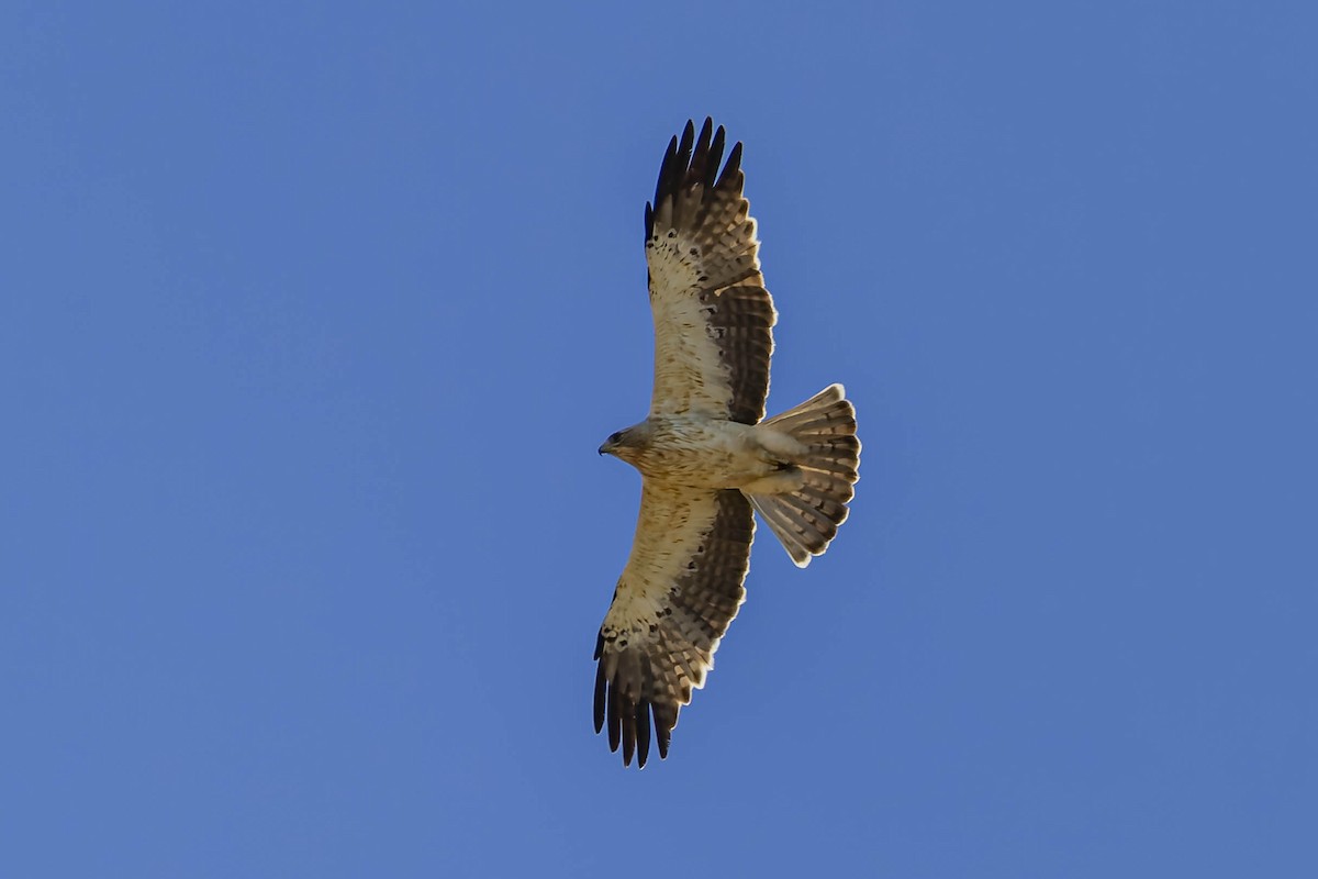 Booted Eagle - ML484183231