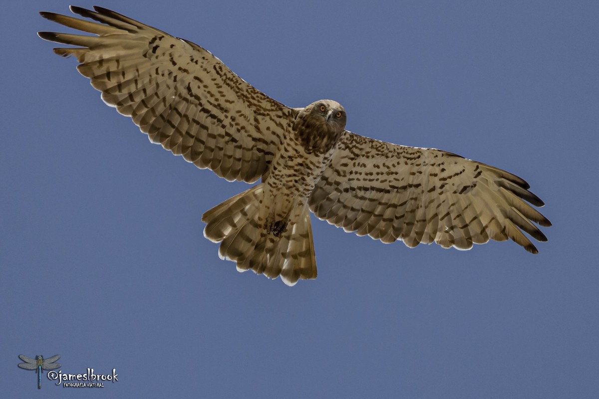 Short-toed Snake-Eagle - ML484183821