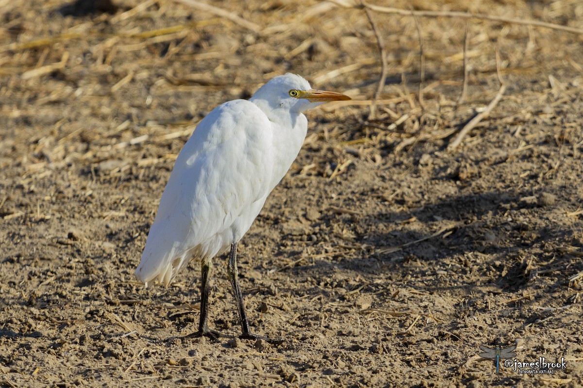 Western Cattle-Egret - ML484183941