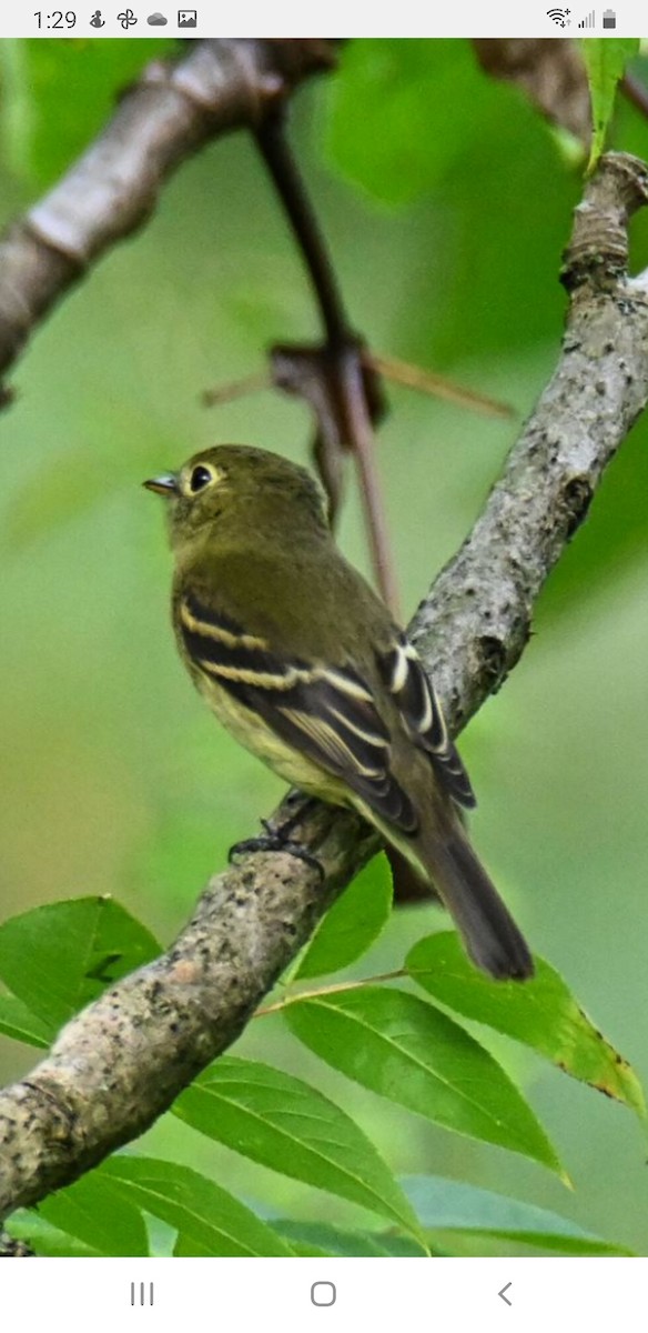 Yellow-bellied Flycatcher - ML484183971