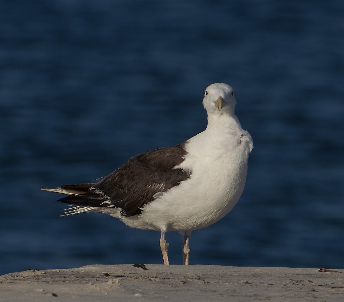 Great Black-backed Gull - Andrew Haffenden