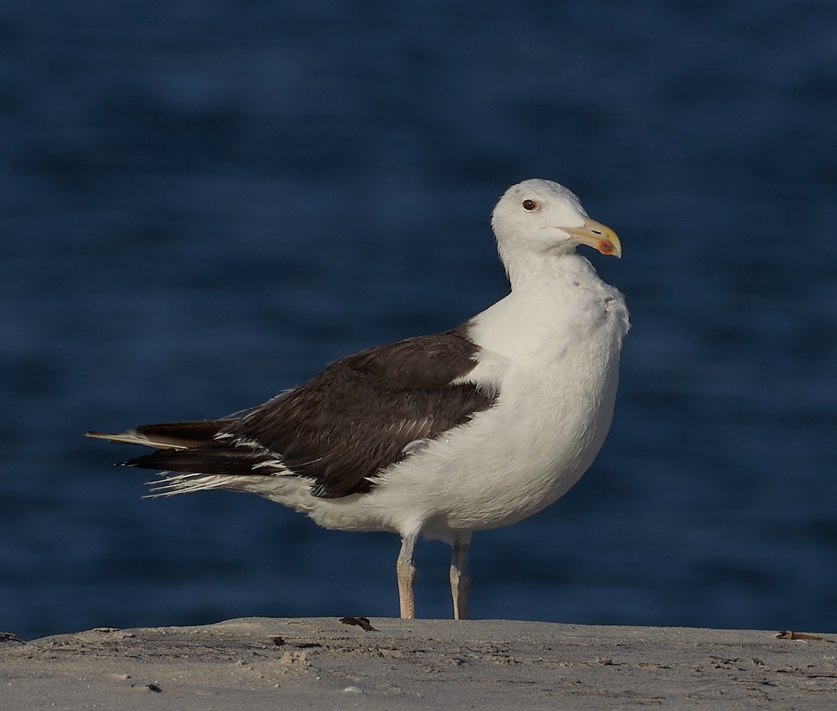 Great Black-backed Gull - Andrew Haffenden