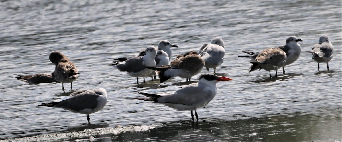 Caspian Tern - ML484184781