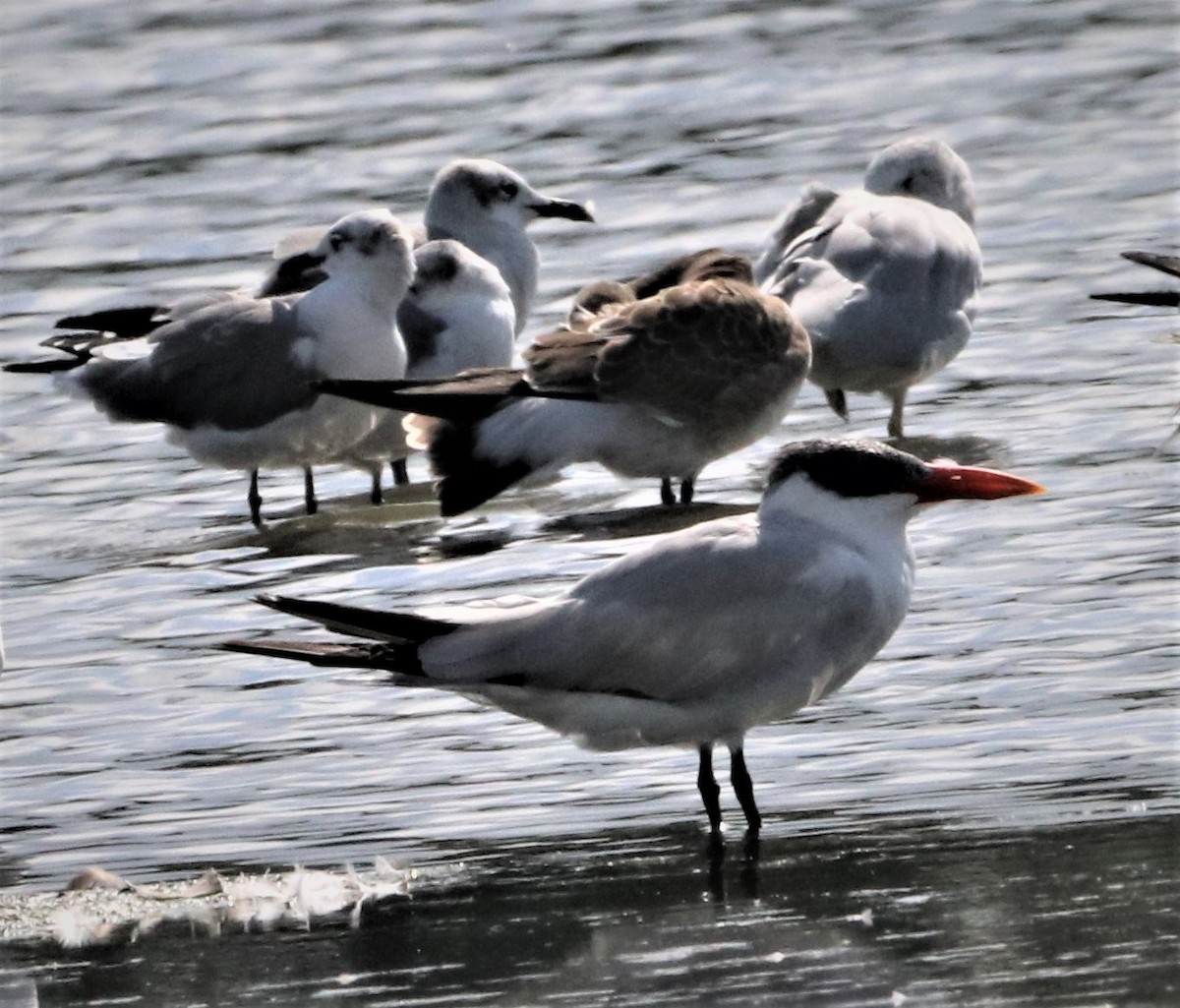 Caspian Tern - ML484184921