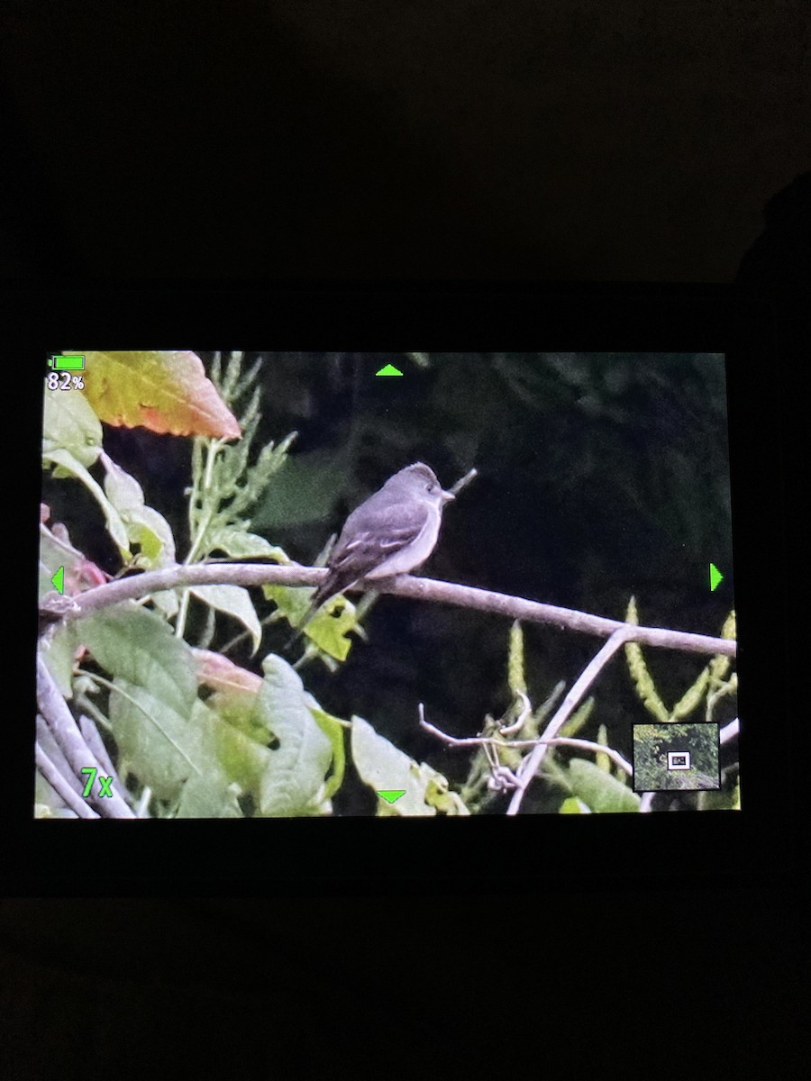 Eastern Wood-Pewee - ML484185051