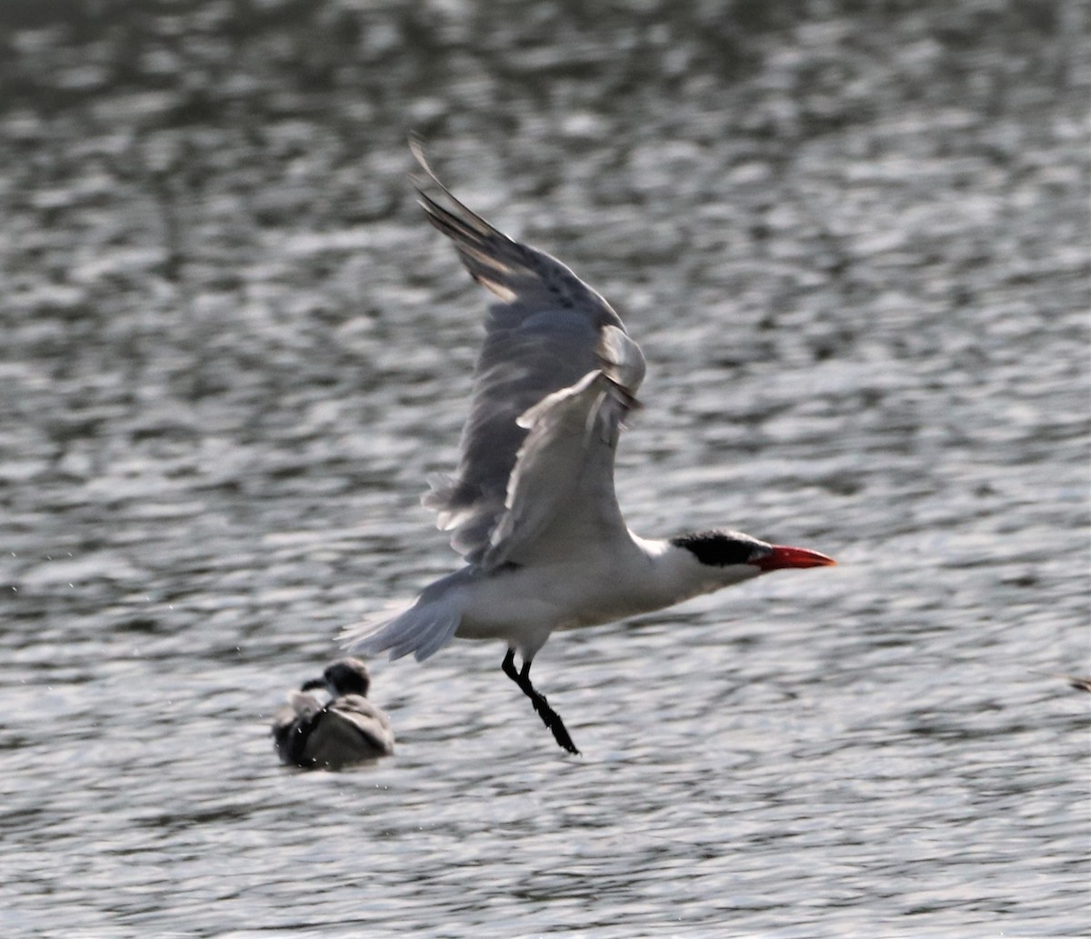 Caspian Tern - ML484185061