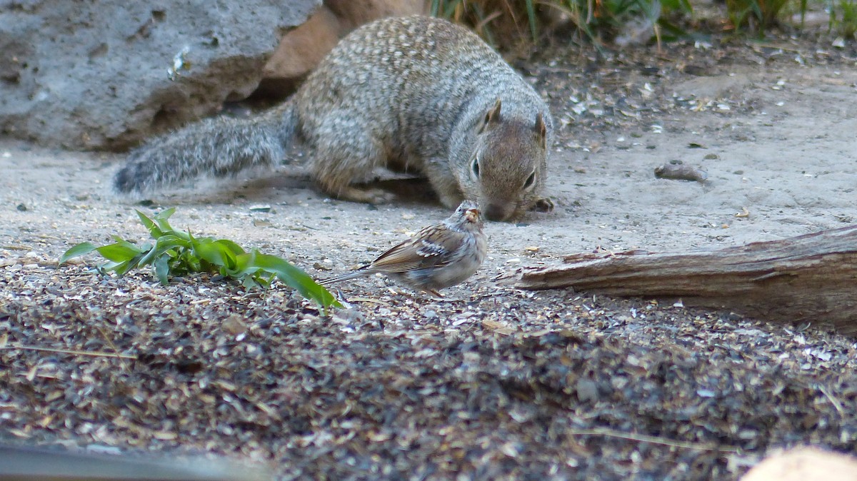 new world sparrow sp. - ML484185091