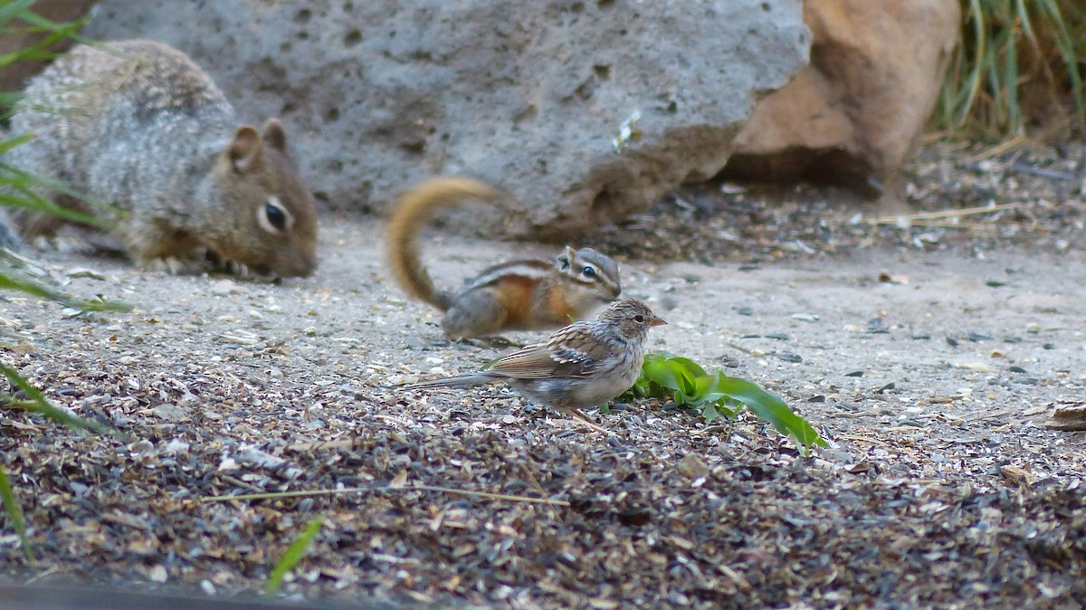 new world sparrow sp. - ML484185121