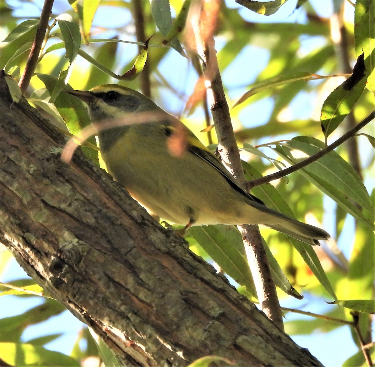 Golden-winged Warbler - ML484185881