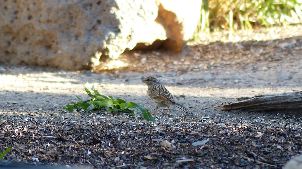 new world sparrow sp. - ML484186081