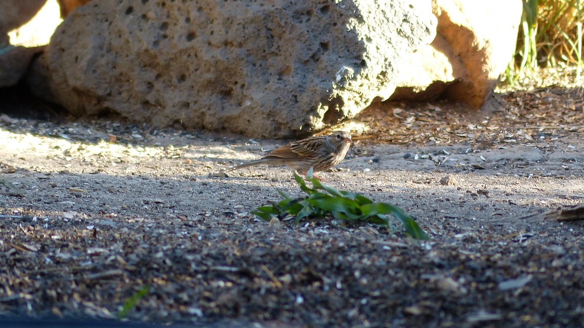 new world sparrow sp. - ML484186131