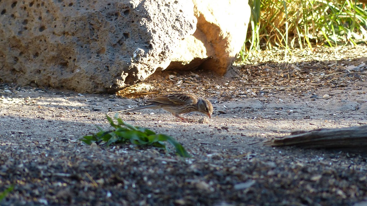 new world sparrow sp. - ML484186171