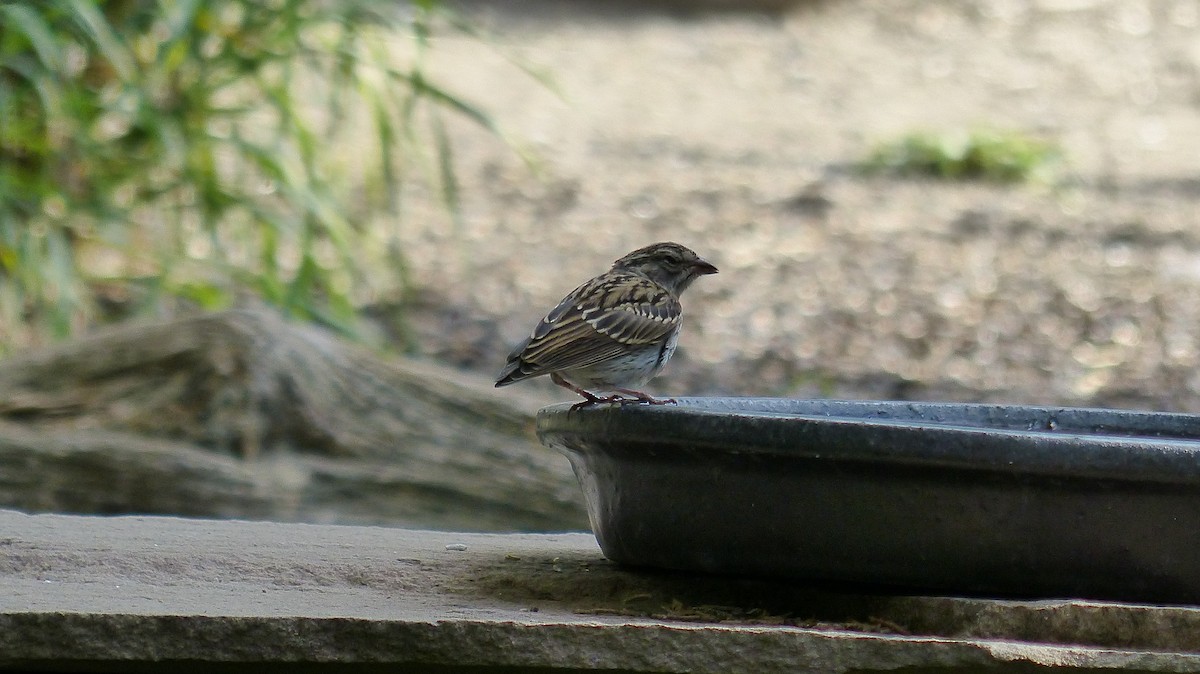 new world sparrow sp. - ML484186811