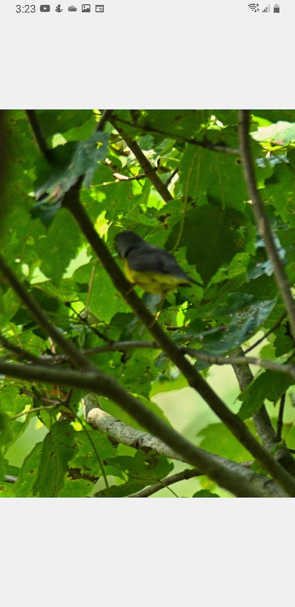 Canada Warbler - ML484187251