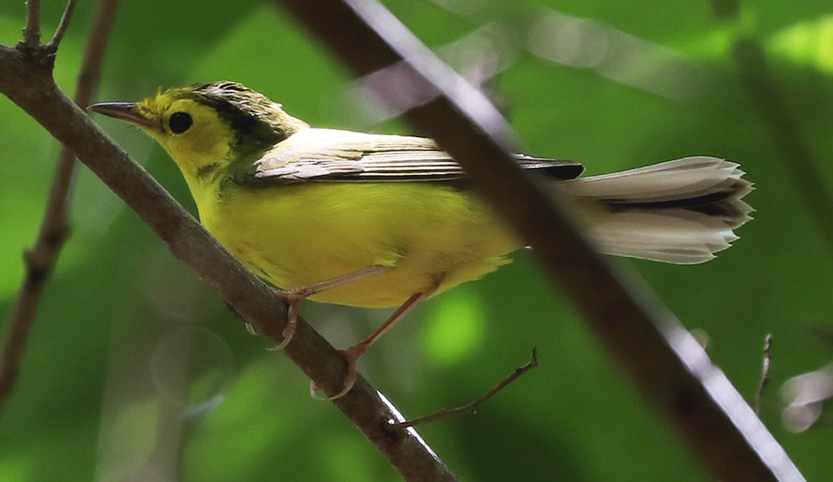 Hooded Warbler - Freddy Camara