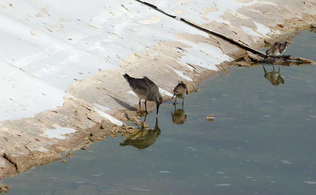 Red Knot - ML484189461