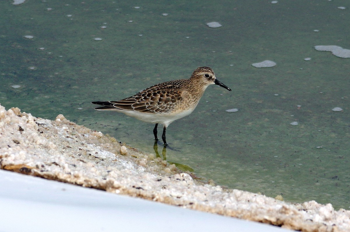 Baird's Sandpiper - ML484189581