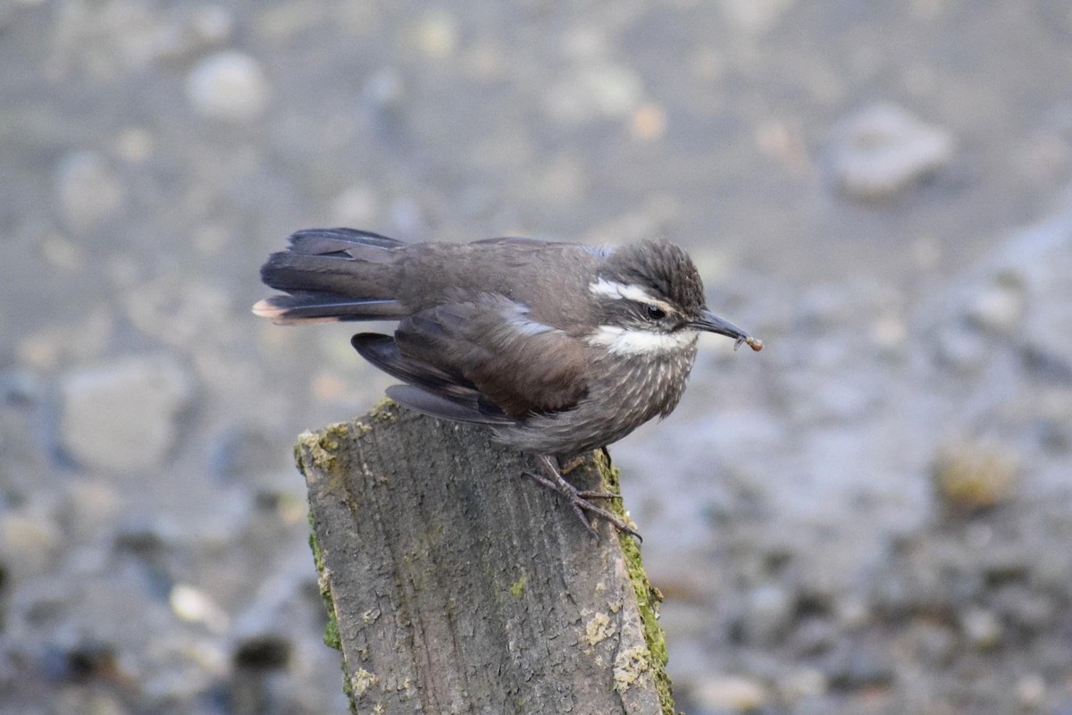 Dark-bellied Cinclodes - ML484189701