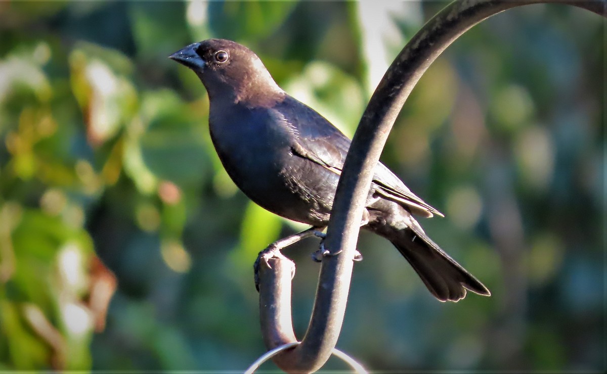 Brown-headed Cowbird - ML484190351