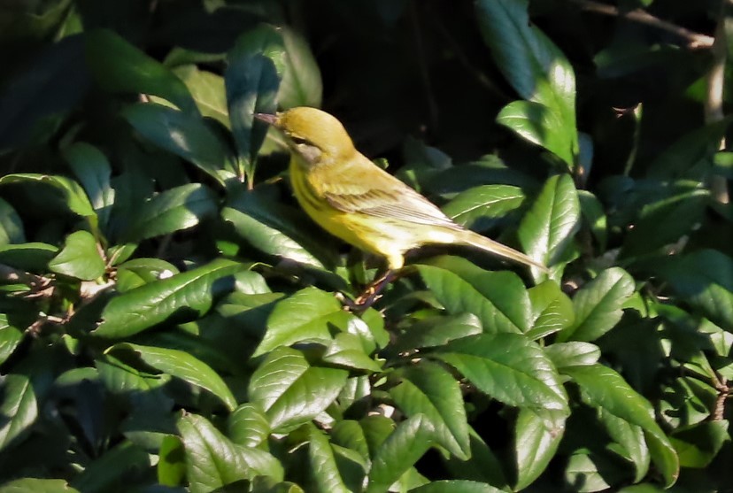 Prairie Warbler - ML484190831